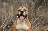 AMSTAFF ADULT 356